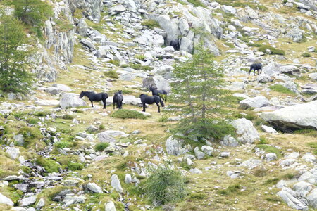 Mercantour, P1280019