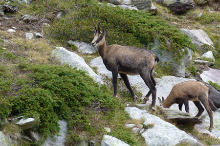Mercantour, P1280031