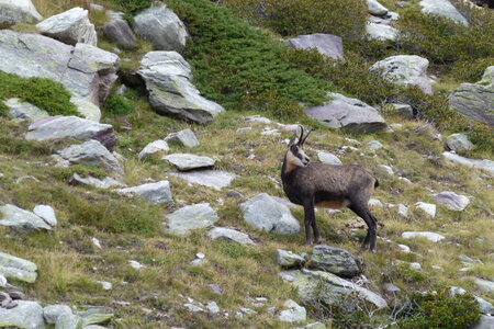 Mercantour, P1280032