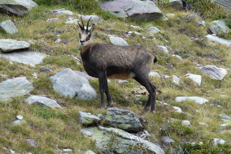 Mercantour, P1280033