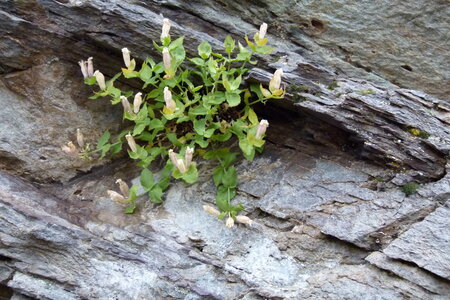 Mercantour, P1280102