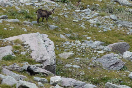 Mercantour, P1280126