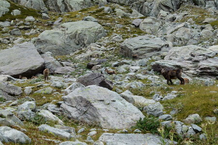 Mercantour, P1280128