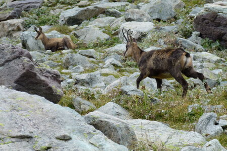 Mercantour, P1280129