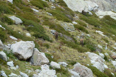 Mercantour, P1280154