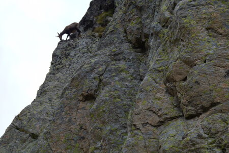 Mercantour, P1280157