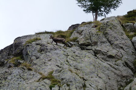 Mercantour, P1280158