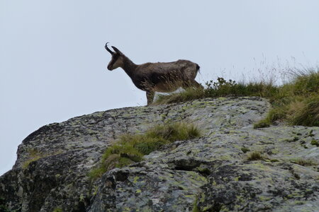Mercantour, P1280165