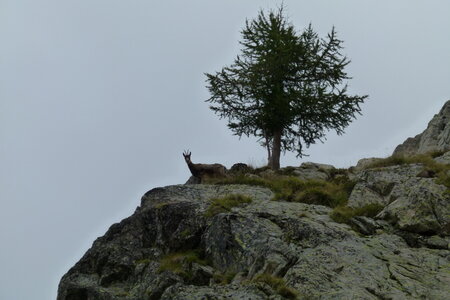 Mercantour, P1280166