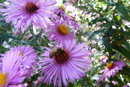 Ardeche 2020, P1280332