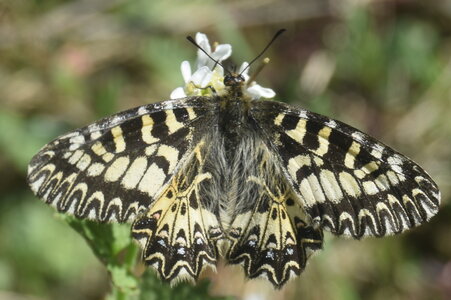 Papilionidae - Parnassiinae- Zerynthini-Zerynthia polyxena Gagnières 2020, DSC_0014