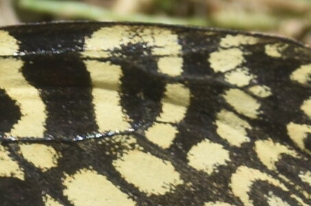 Papilionidae - Parnassiinae- Zerynthini-Zerynthia polyxena Gagnières 2020, DSC_0986
