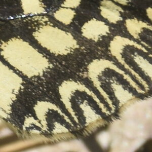 Papilionidae - Parnassiinae- Zerynthini-Zerynthia polyxena Gagnières 2020, DSC_0988