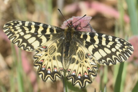 Papilionidae - Parnassiinae- Zerynthini-Zerynthia polyxena Gagnières 2020, DSC_0024