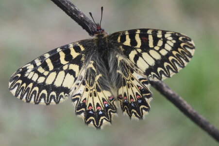 Papilionidae - Parnassiinae- Zerynthini-Zerynthia polyxena Gagnières 2020, DSC_0863