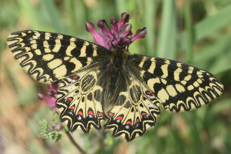 Papilionidae - Parnassiinae- Zerynthini-Zerynthia polyxena Gagnières 2020, DSC_0723