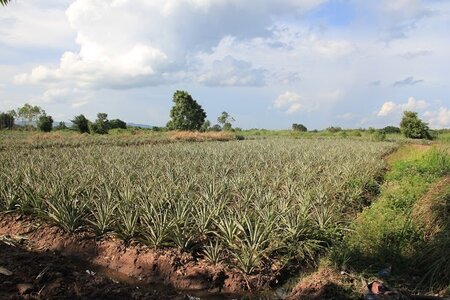 Thailande, image