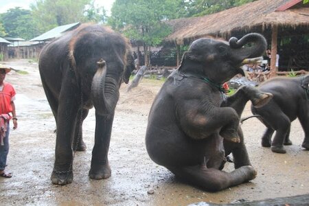 Thailande, image