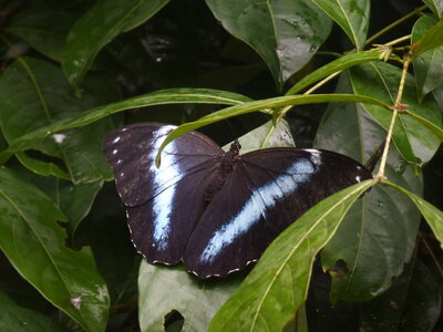 Morpho achilles, Guyane, A000326
