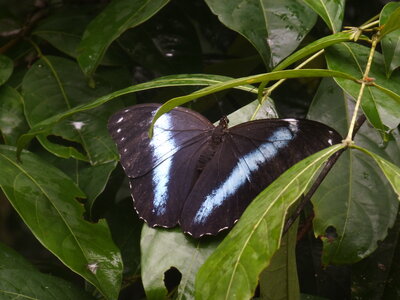 Morpho achilles, Guyane, A000328