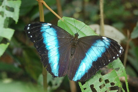 Morpho achilles, Guyane, B000726