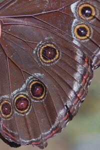 Morpho achilles, Guyane, Copie  2  de B000683