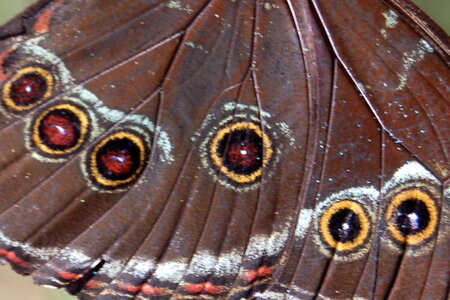 Morpho achilles, Guyane, Copie  2  de B000685