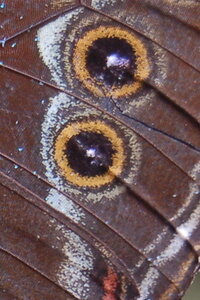 Morpho achilles, Guyane, Copie de B000683