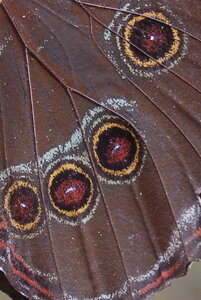 Morpho achilles, Guyane, Copie de B000683-001