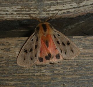 Arctiidae- Arctiinae-Chelis maculosa, Gagnières, 000346