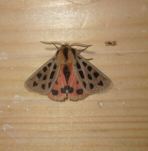 Arctiidae- Arctiinae-Chelis maculosa, Gagnières, 000504