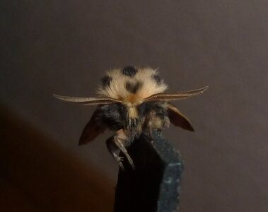 Arctiidae- Arctiinae-Chelis maculosa, Gagnières, 000510