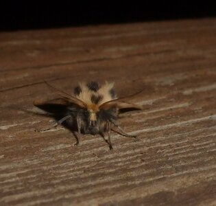Arctiidae- Arctiinae-Chelis maculosa, Gagnières, 000516