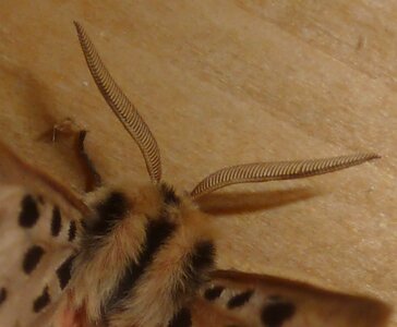 Arctiidae- Arctiinae-Chelis maculosa, Gagnières, 000661