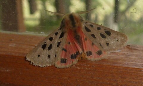 Arctiidae- Arctiinae-Chelis maculosa, Gagnières, 000663