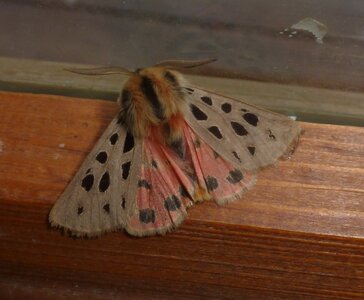 Arctiidae- Arctiinae-Chelis maculosa, Gagnières, 000670