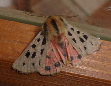 Arctiidae- Arctiinae-Chelis maculosa, Gagnières, 000674