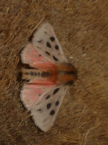 Arctiidae- Arctiinae-Chelis maculosa, Gagnières, Copie de 000152