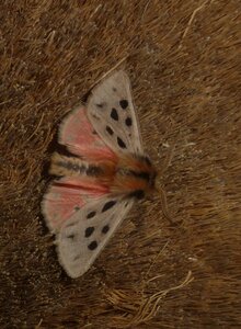 Arctiidae- Arctiinae-Chelis maculosa, Gagnières, Copie de 000153