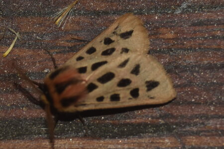Arctiidae- Arctiinae-Chelis maculosa, Gagnières, DSC_0003