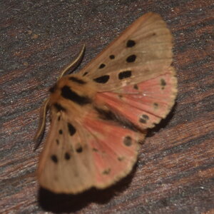 Arctiidae- Arctiinae-Chelis maculosa, Gagnières, DSC_0015
