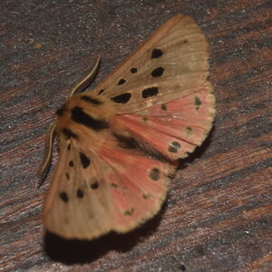Arctiidae- Arctiinae-Chelis maculosa, Gagnières, DSC_0016