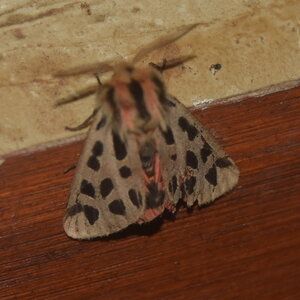 Arctiidae- Arctiinae-Chelis maculosa, Gagnières, DSC_0019  2 