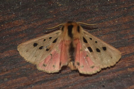 Arctiidae- Arctiinae-Chelis maculosa, Gagnières, DSC_0023