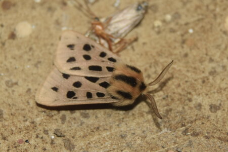 Arctiidae- Arctiinae-Chelis maculosa, Gagnières, DSC_0026