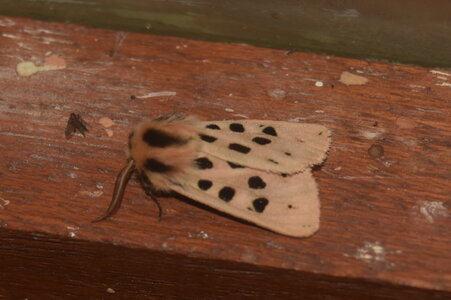 Arctiidae- Arctiinae-Chelis maculosa, Gagnières, DSC_0028
