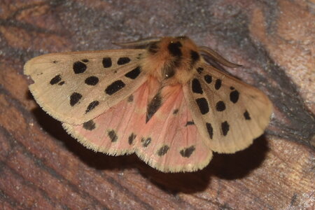 Arctiidae- Arctiinae-Chelis maculosa, Gagnières, DSC_0033
