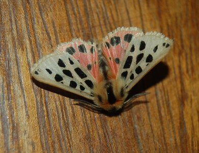 Arctiidae- Arctiinae-Chelis maculosa, Gagnières, DSC_0092