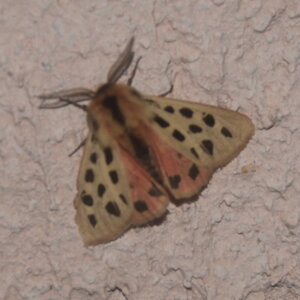 Arctiidae- Arctiinae-Chelis maculosa, Gagnières, DSC_0113  2 