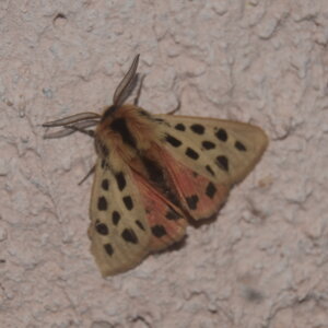 Arctiidae- Arctiinae-Chelis maculosa, Gagnières, DSC_0115  2 